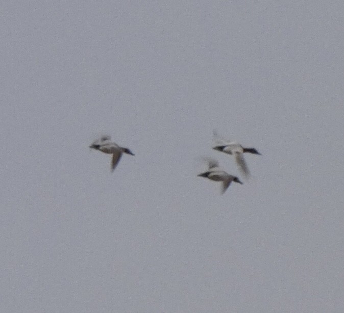 Canvasback - ML490112011