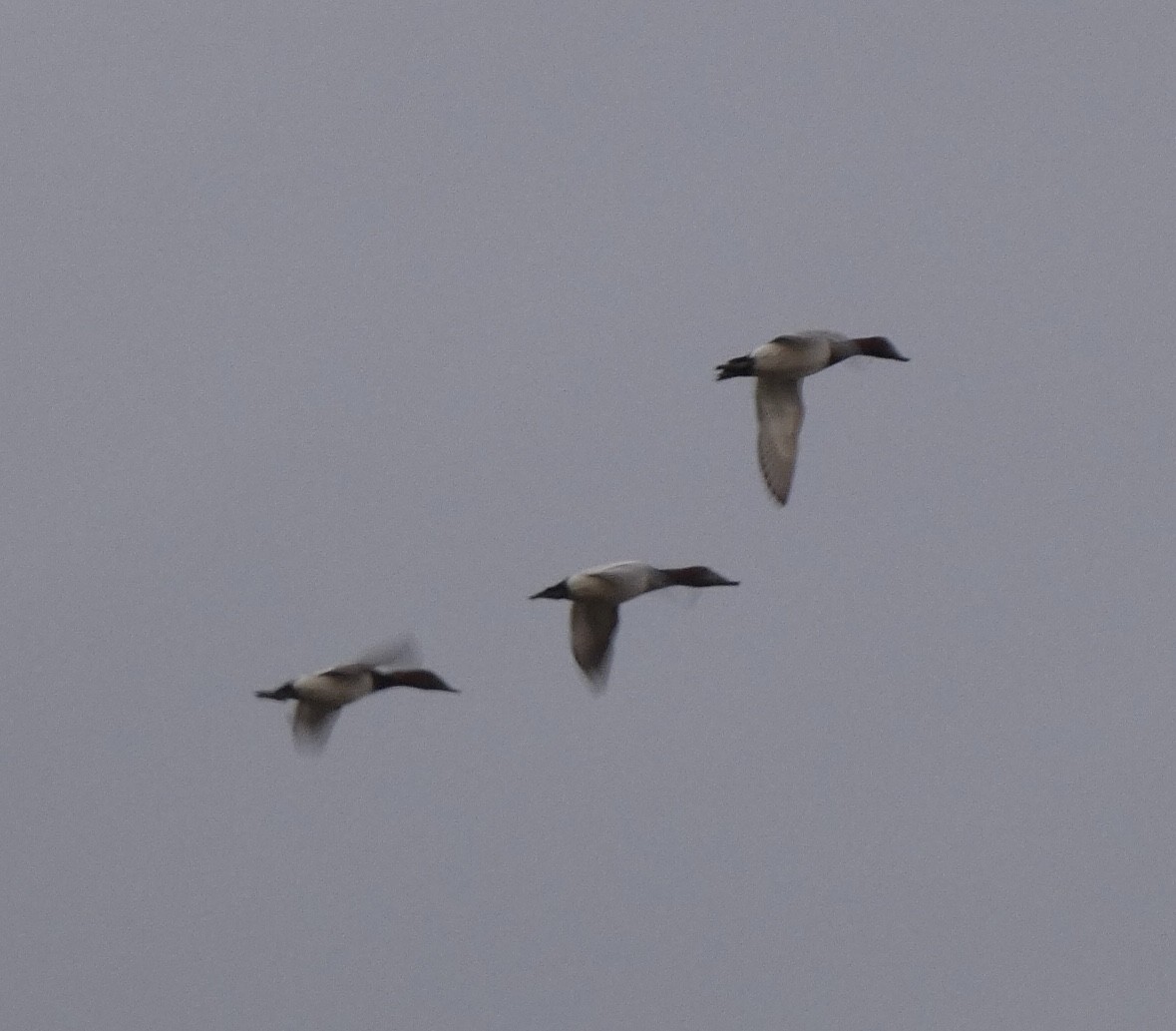 Canvasback - ML490112021