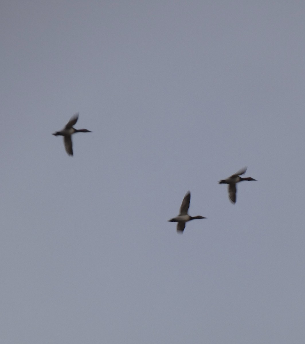 Canvasback - ML490112041