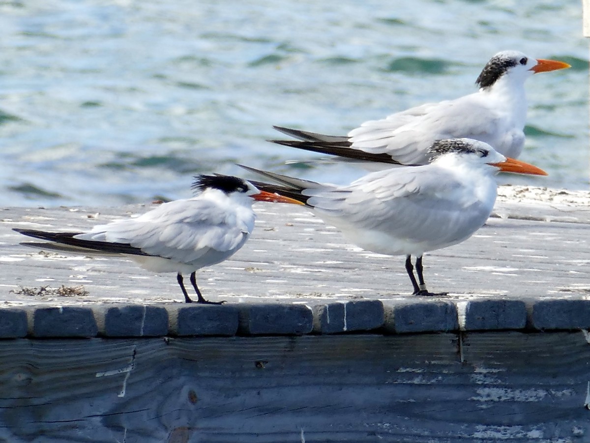 Elegant Tern - ML490112081