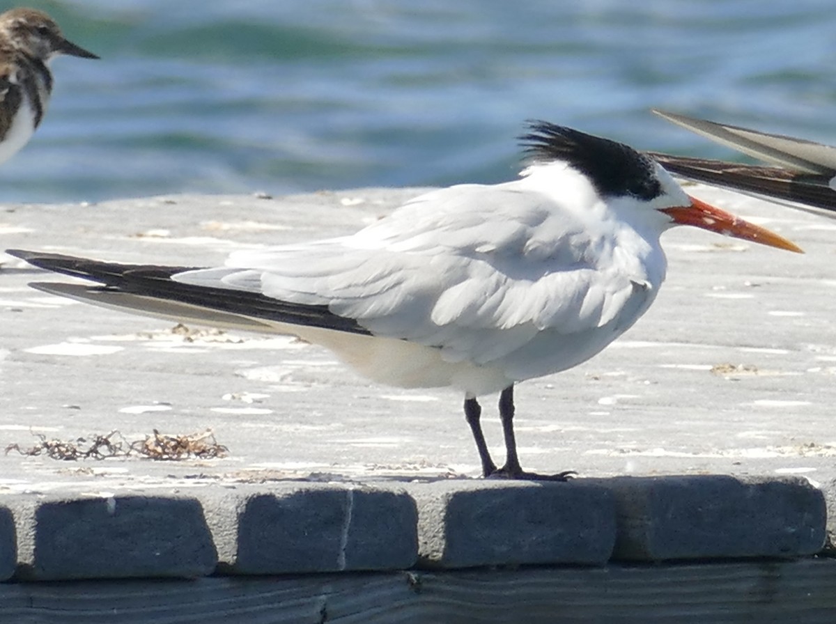 Elegant Tern - ML490112161