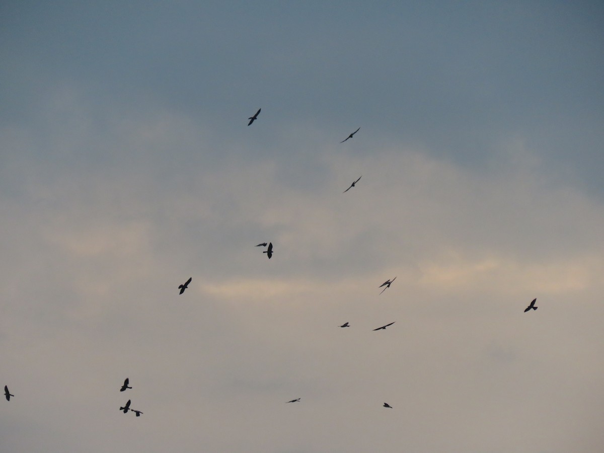 Mississippi Kite - ML490113631