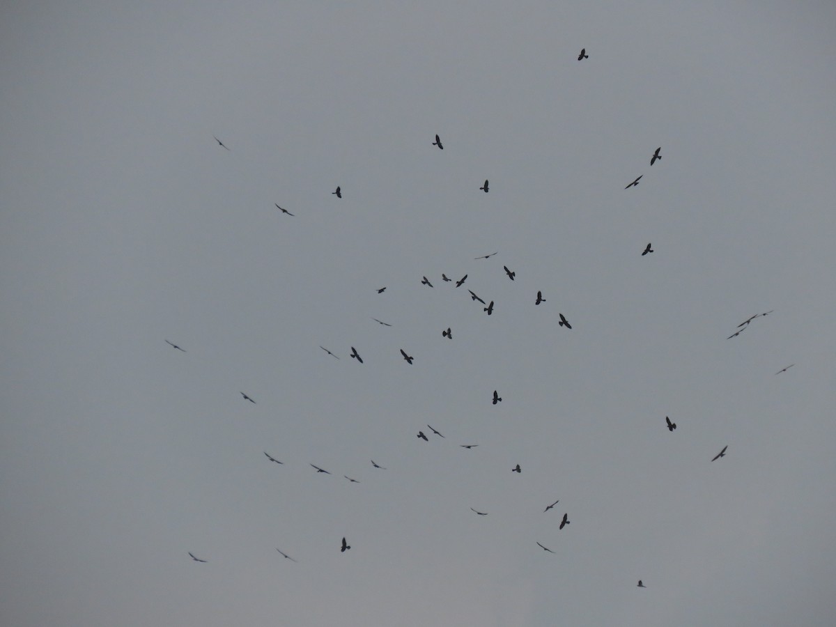 Mississippi Kite - ML490113641