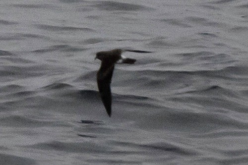 Leach's Storm-Petrel - Scott Krammer