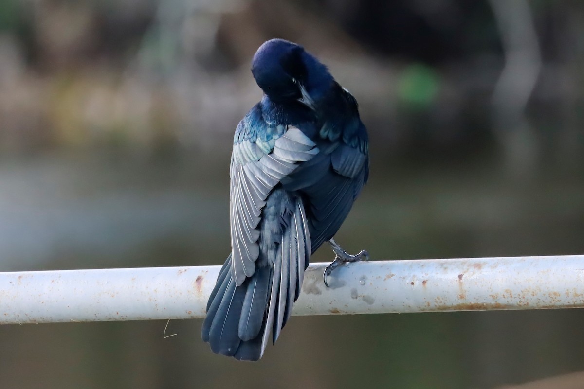 Boat-tailed Grackle - ML490115141