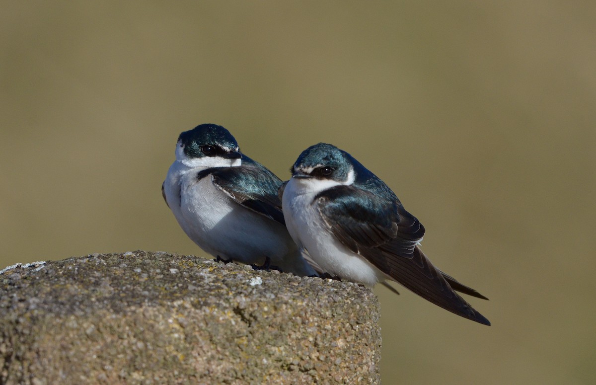 White-rumped Swallow - ML490115151