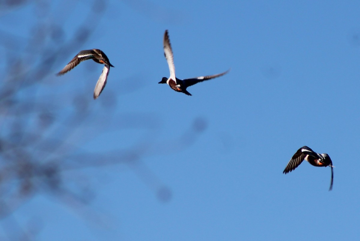 Northern Shoveler - ML49011561