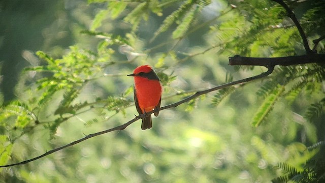 Vermilion Flycatcher - ML490115611