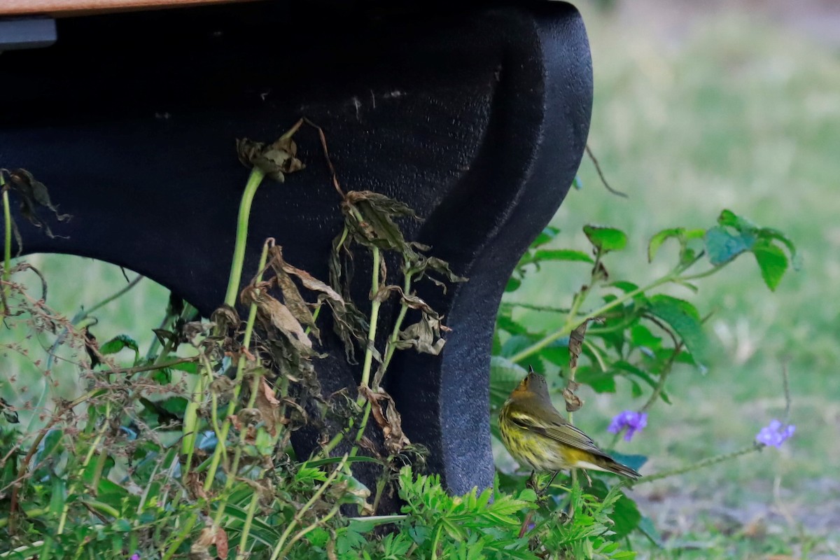 Cape May Warbler - ML490115941