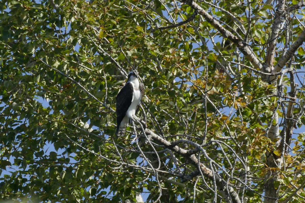 Balbuzard pêcheur - ML490118101