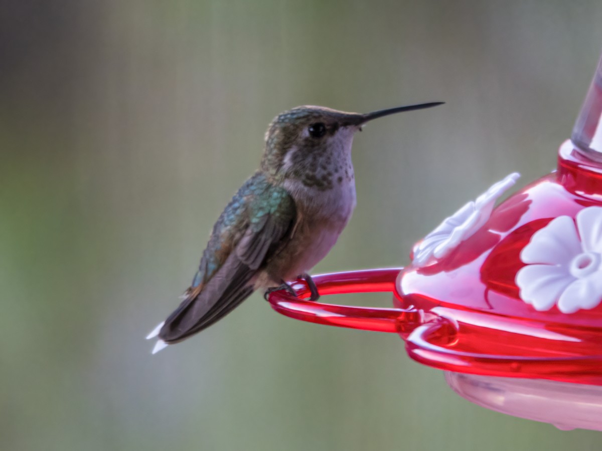 Broad-tailed Hummingbird - Glenn Kincaid