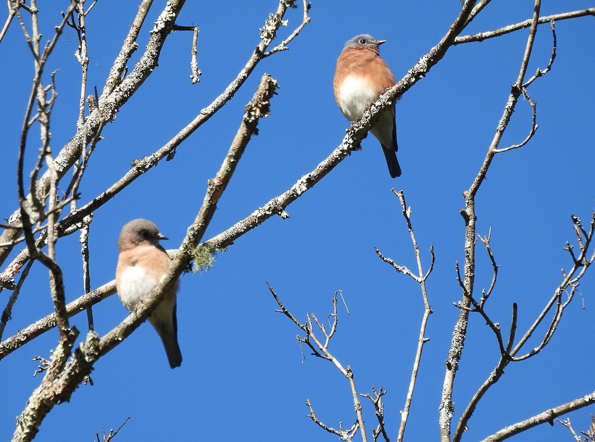 Eastern Bluebird - ML490121011