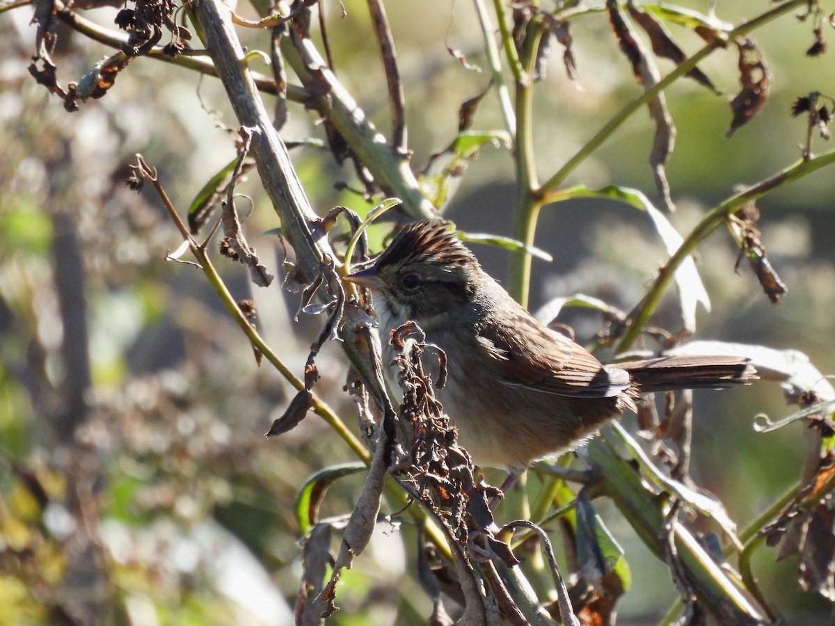 Swamp Sparrow - Roseanna Denton