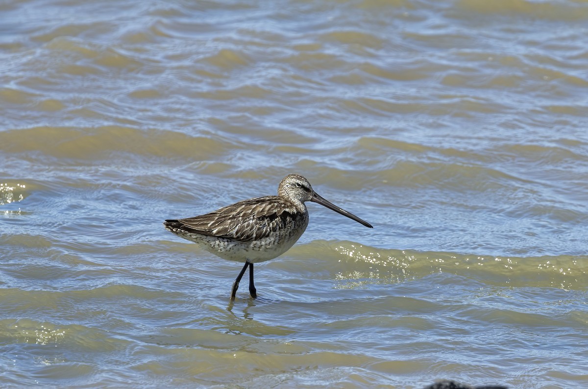 Asian Dowitcher - ML490123141