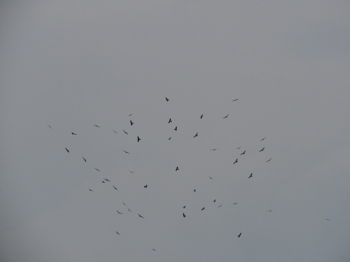 Mississippi Kite - ML490123681