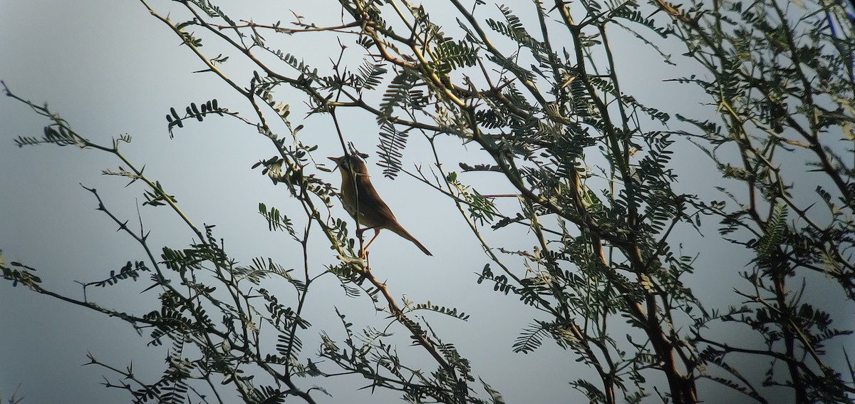 Common Yellowthroat - ML490124771