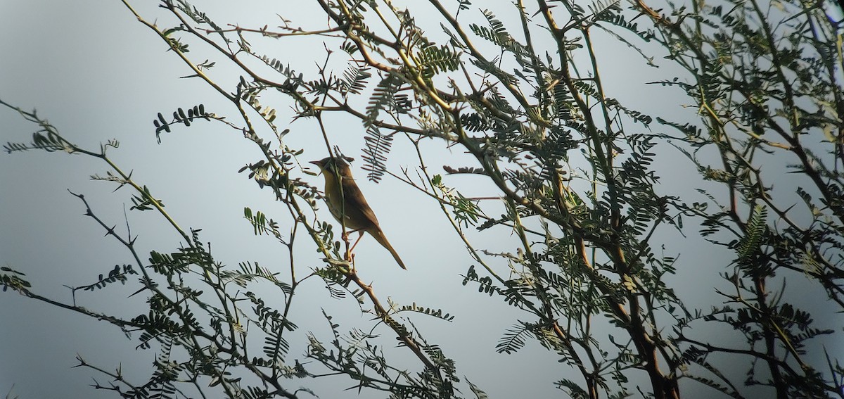 Common Yellowthroat - ML490124781