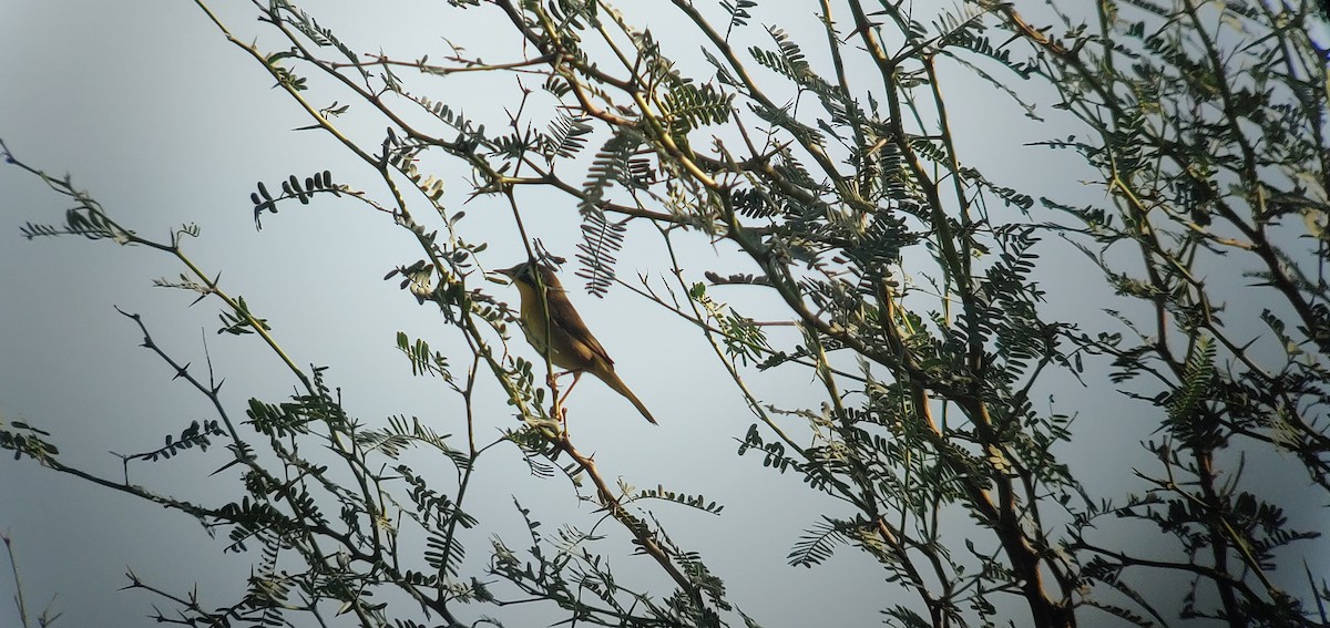 Common Yellowthroat - ML490124791