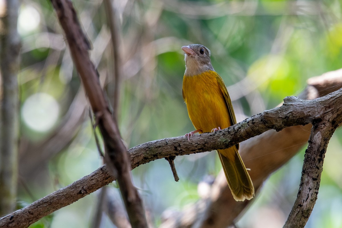 Gray-headed Tanager (Gray-headed) - ML490127081