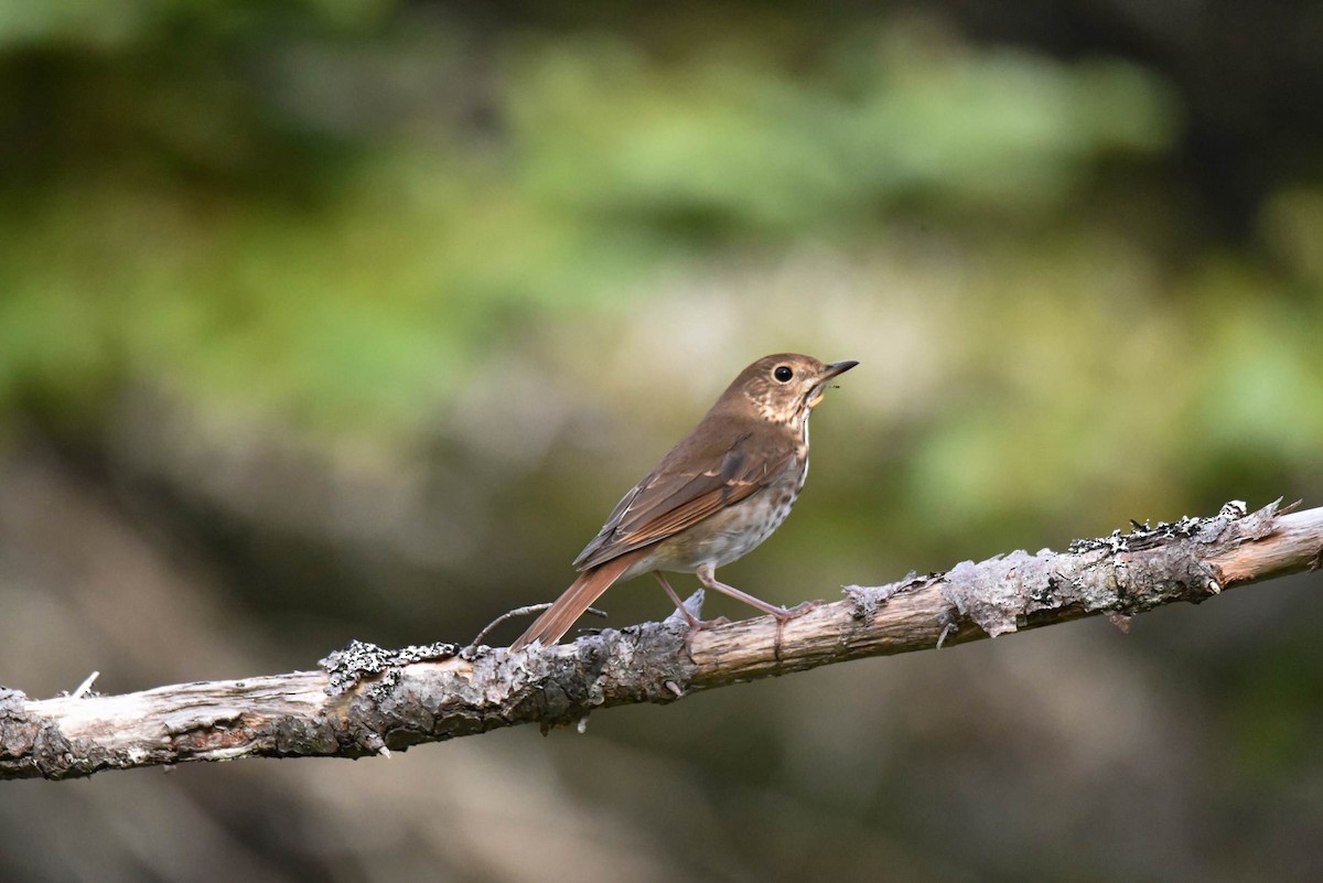 Hermit Thrush - ML490127471
