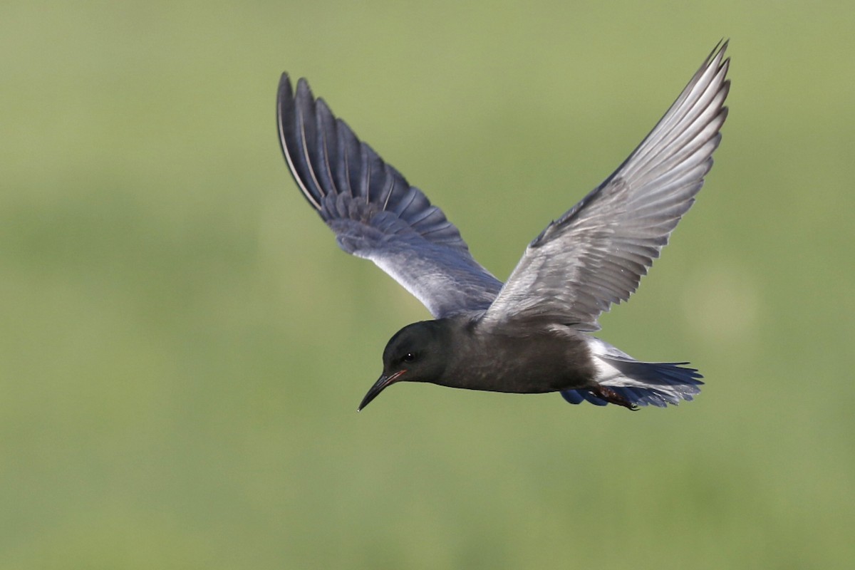 Black Tern - ML49012821