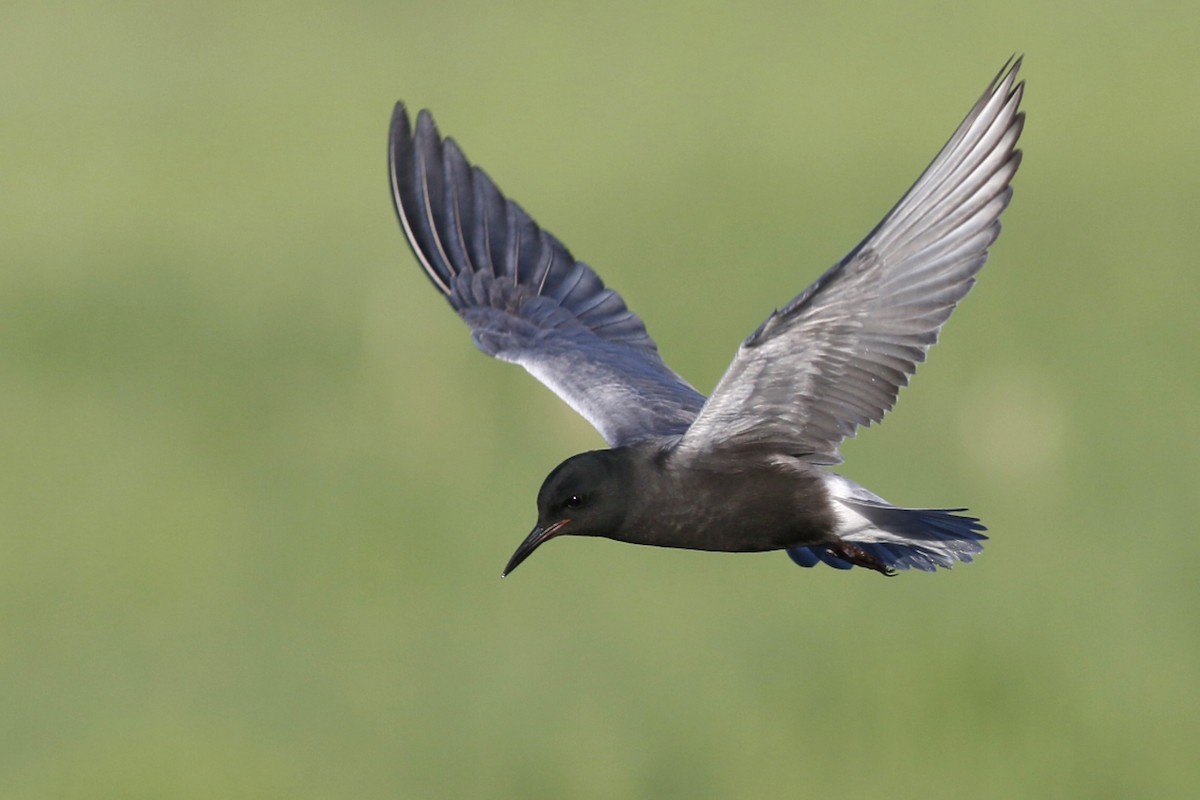 Black Tern - ML49012821