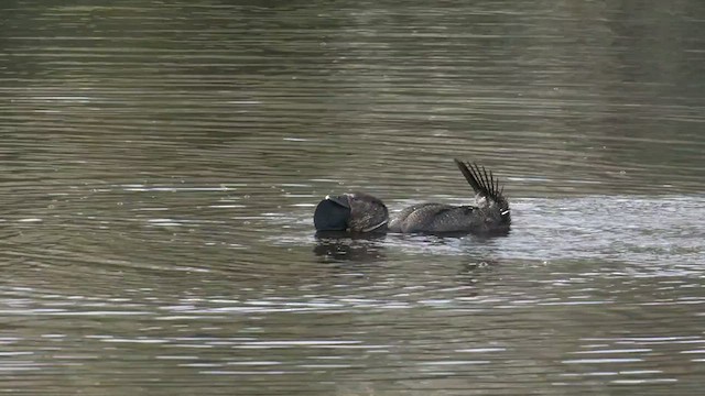 Érismature à barbillons - ML490129421