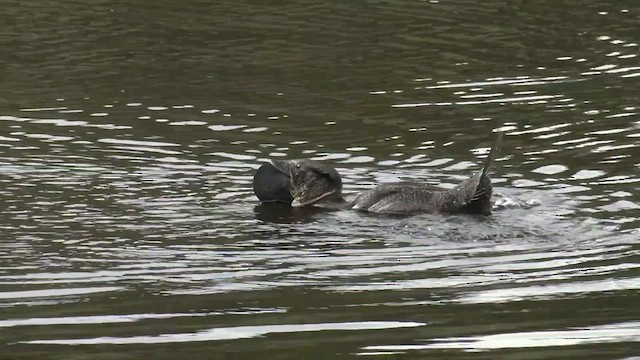 Musk Duck - ML490129461