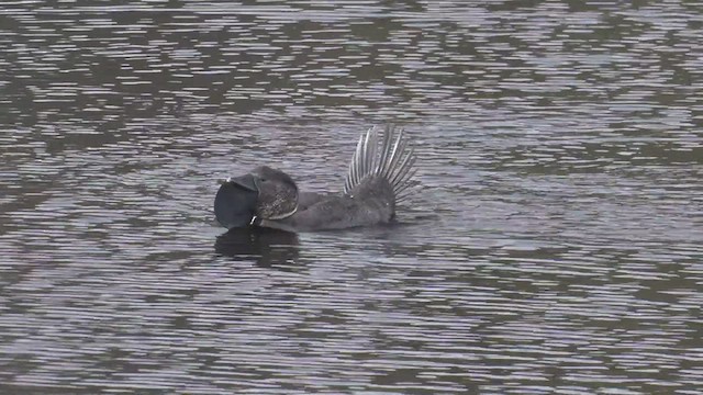 Musk Duck - ML490129501