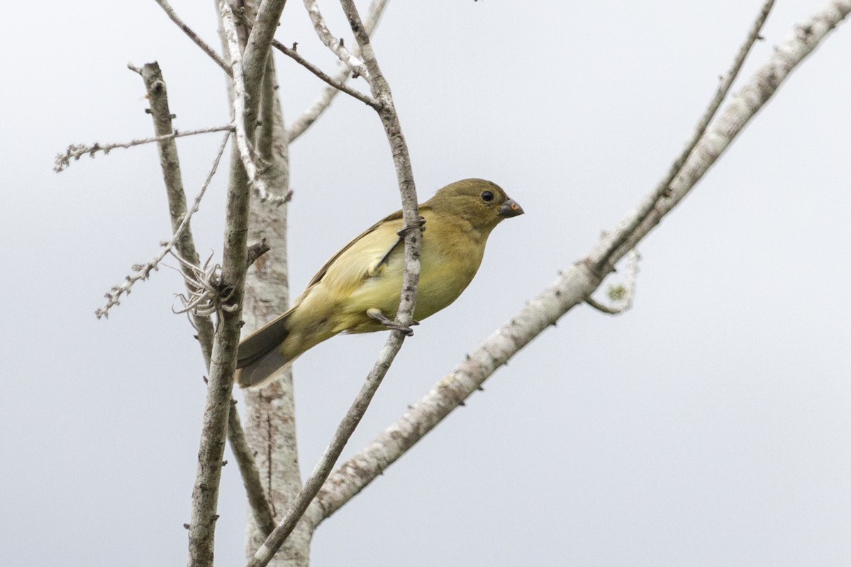 Yellow-bellied Seedeater - ML490129911