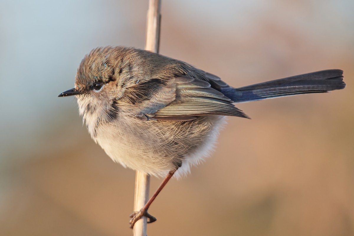 Superb Fairywren - Bill O’Brien