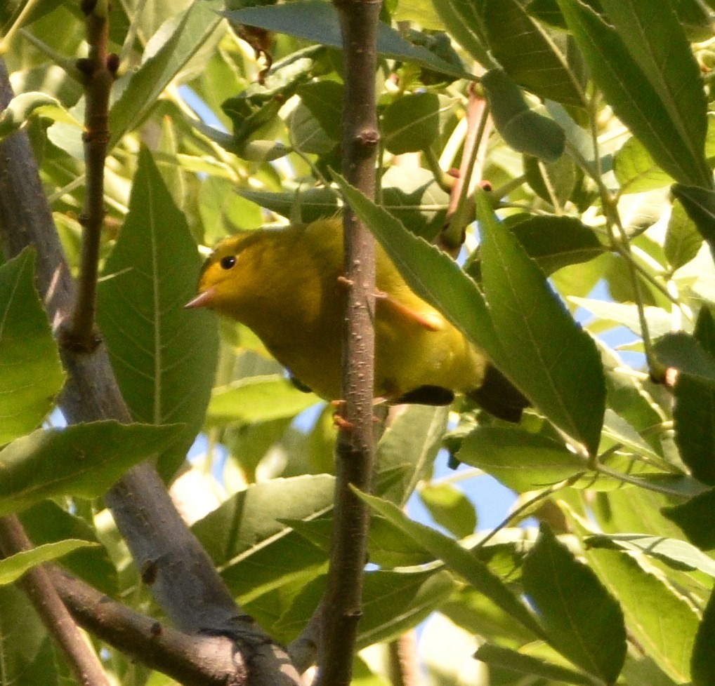 Wilson's Warbler - ML490131031