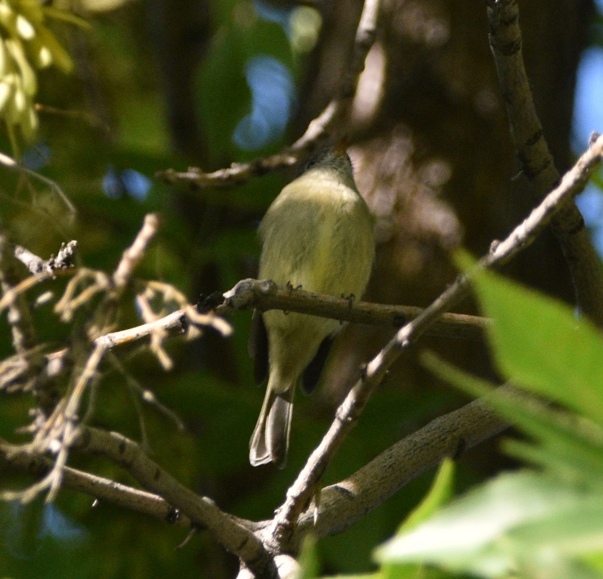 Empidonax sp. - Peter Olsoy