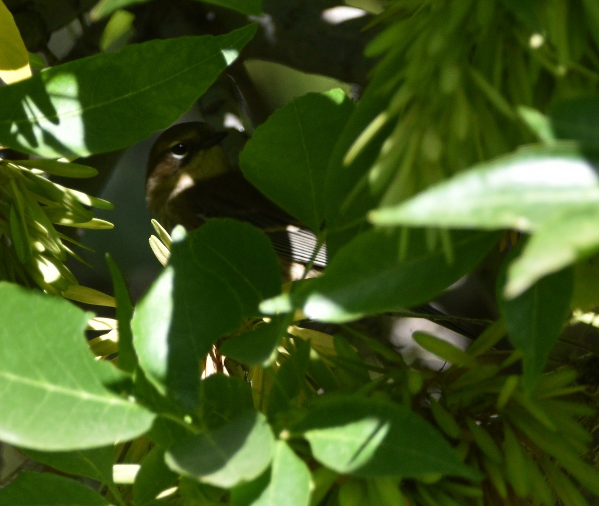 Yellow-rumped Warbler - ML490131981