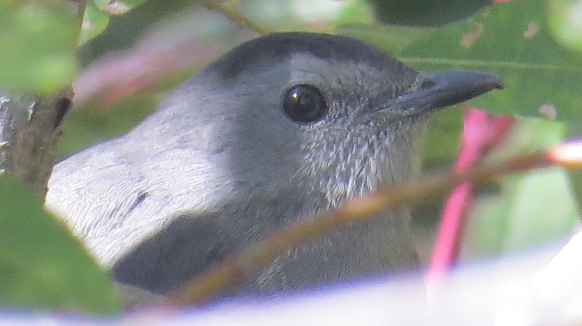 Gray Catbird - ML490132621