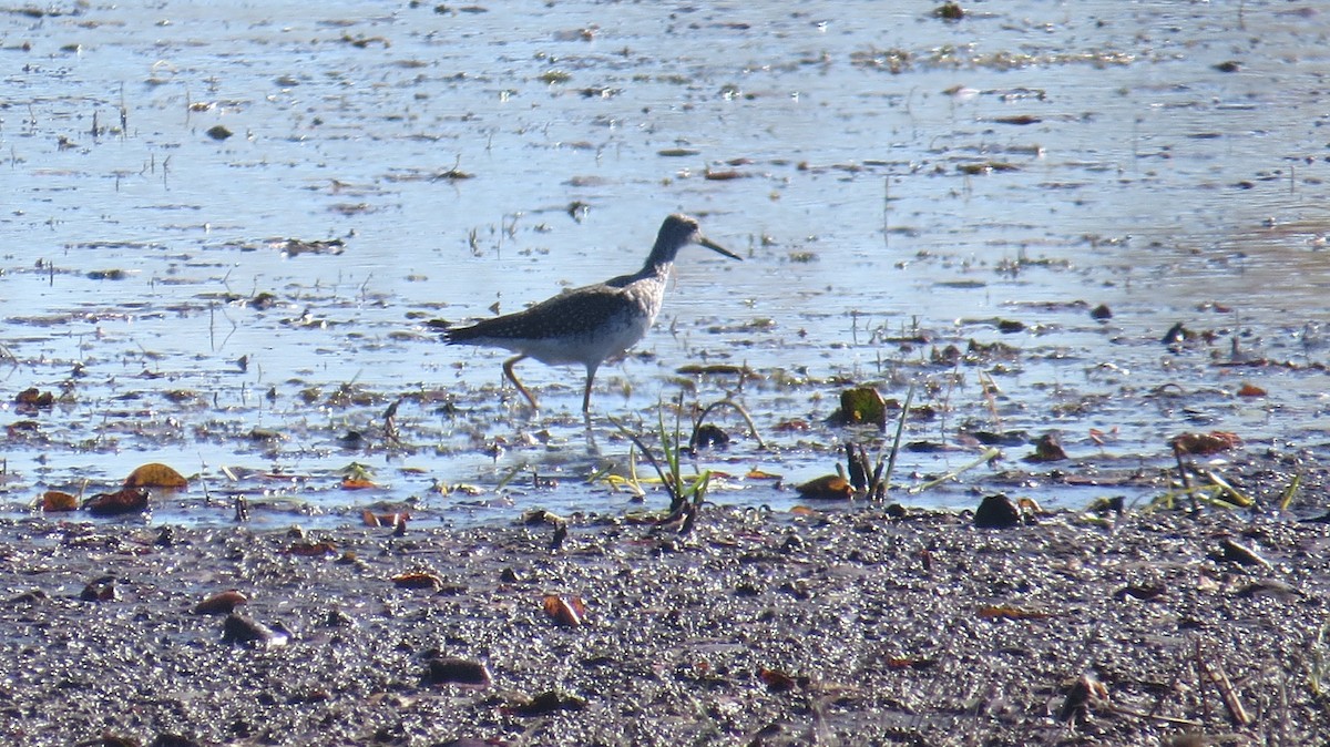 Greater Yellowlegs - ML490132781