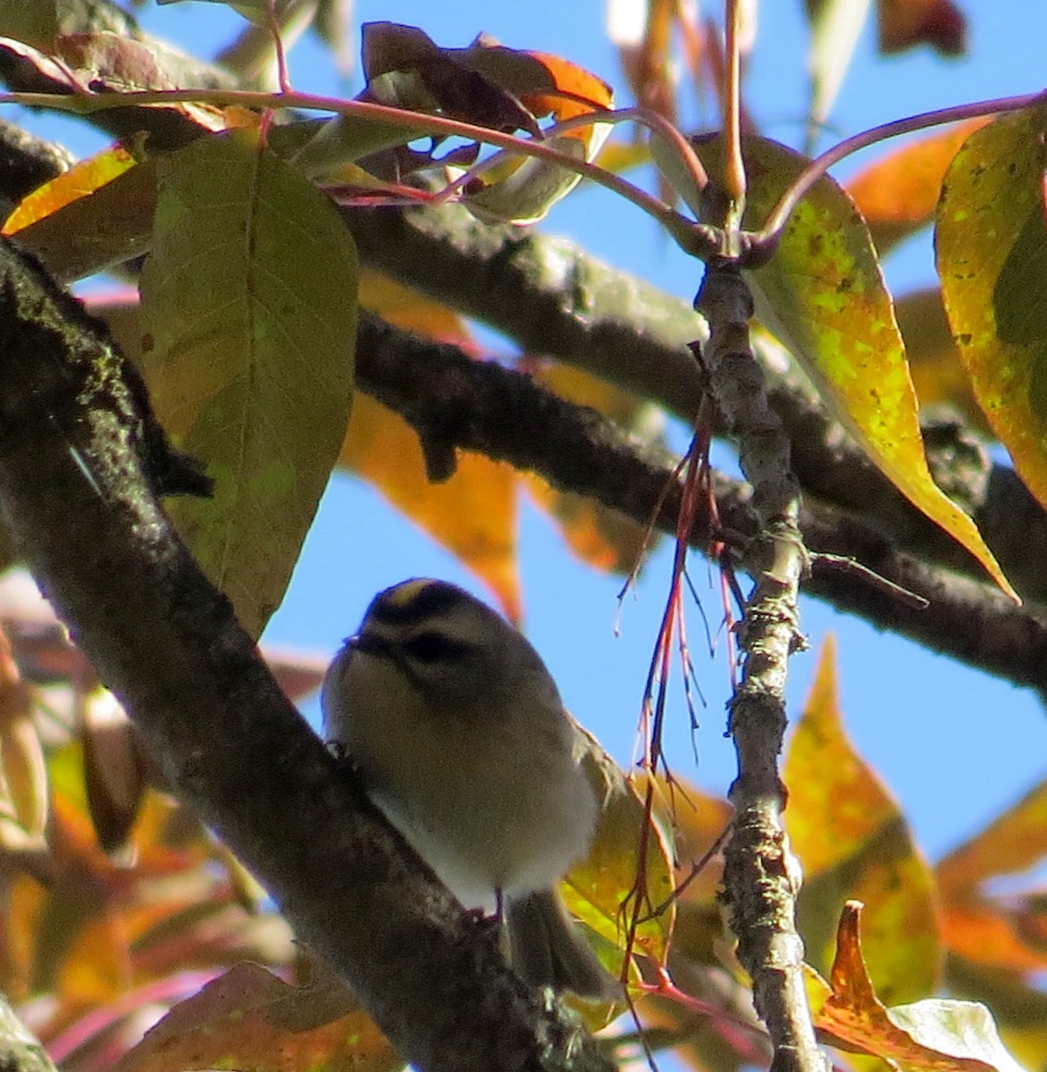 Golden-crowned Kinglet - ML490132951