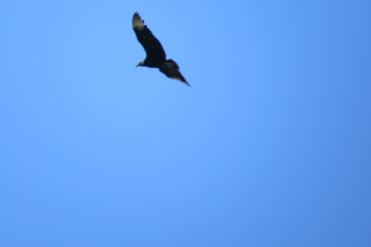 Black Vulture - ML490133391