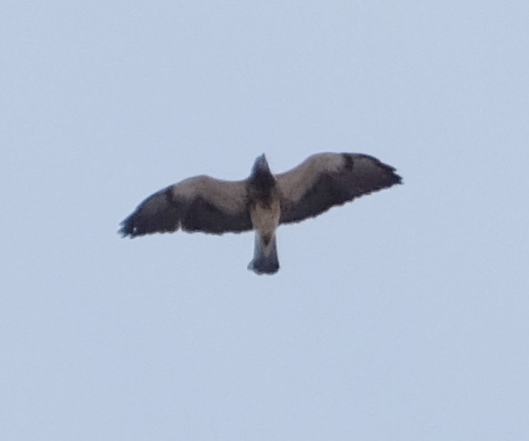 Swainson's Hawk - ML49013661