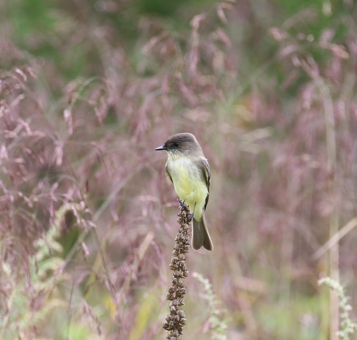 Eastern Phoebe - ML490137111