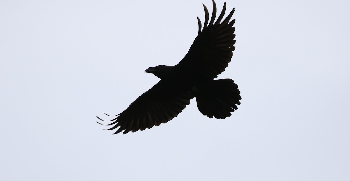 Common Raven - ML490137151