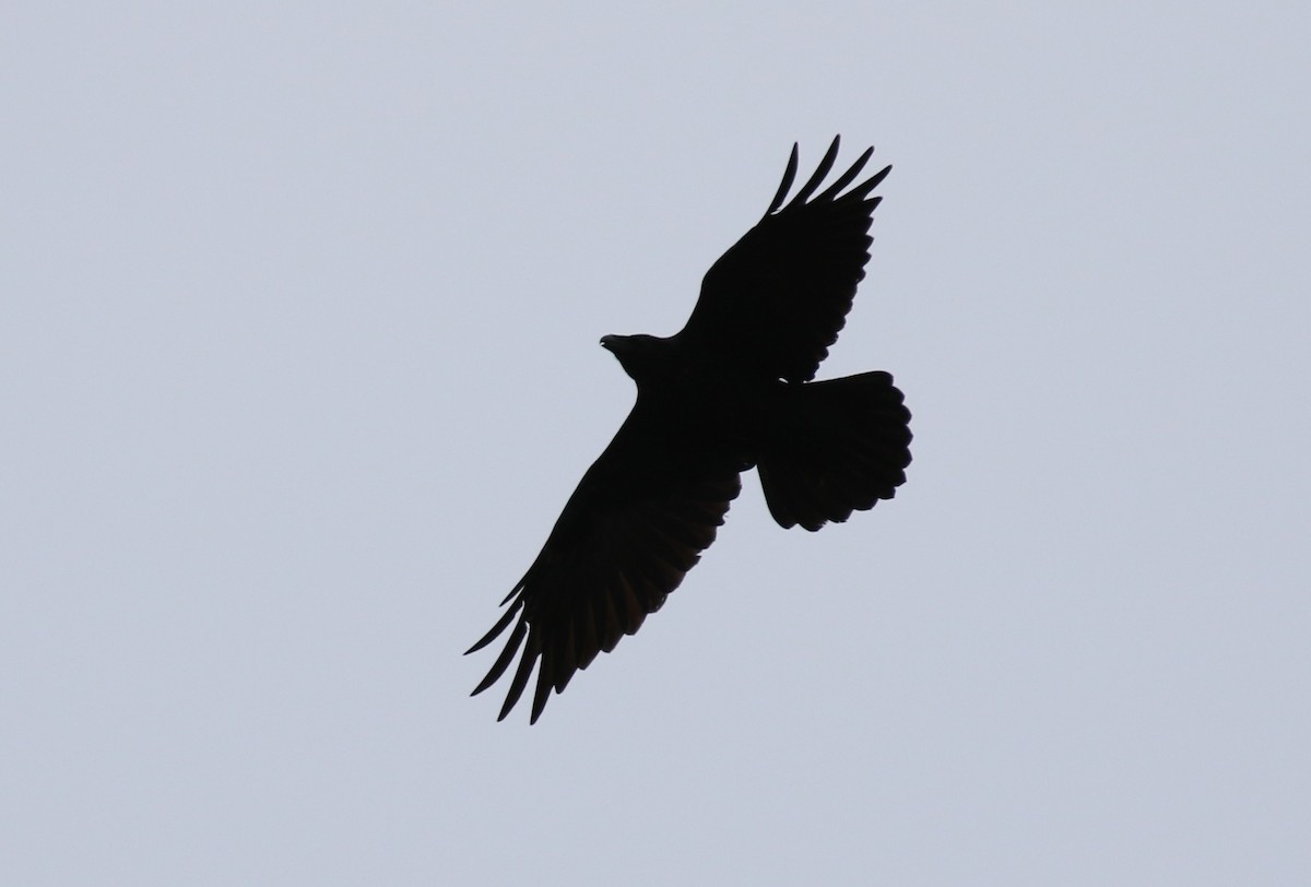 Common Raven - ML490137161