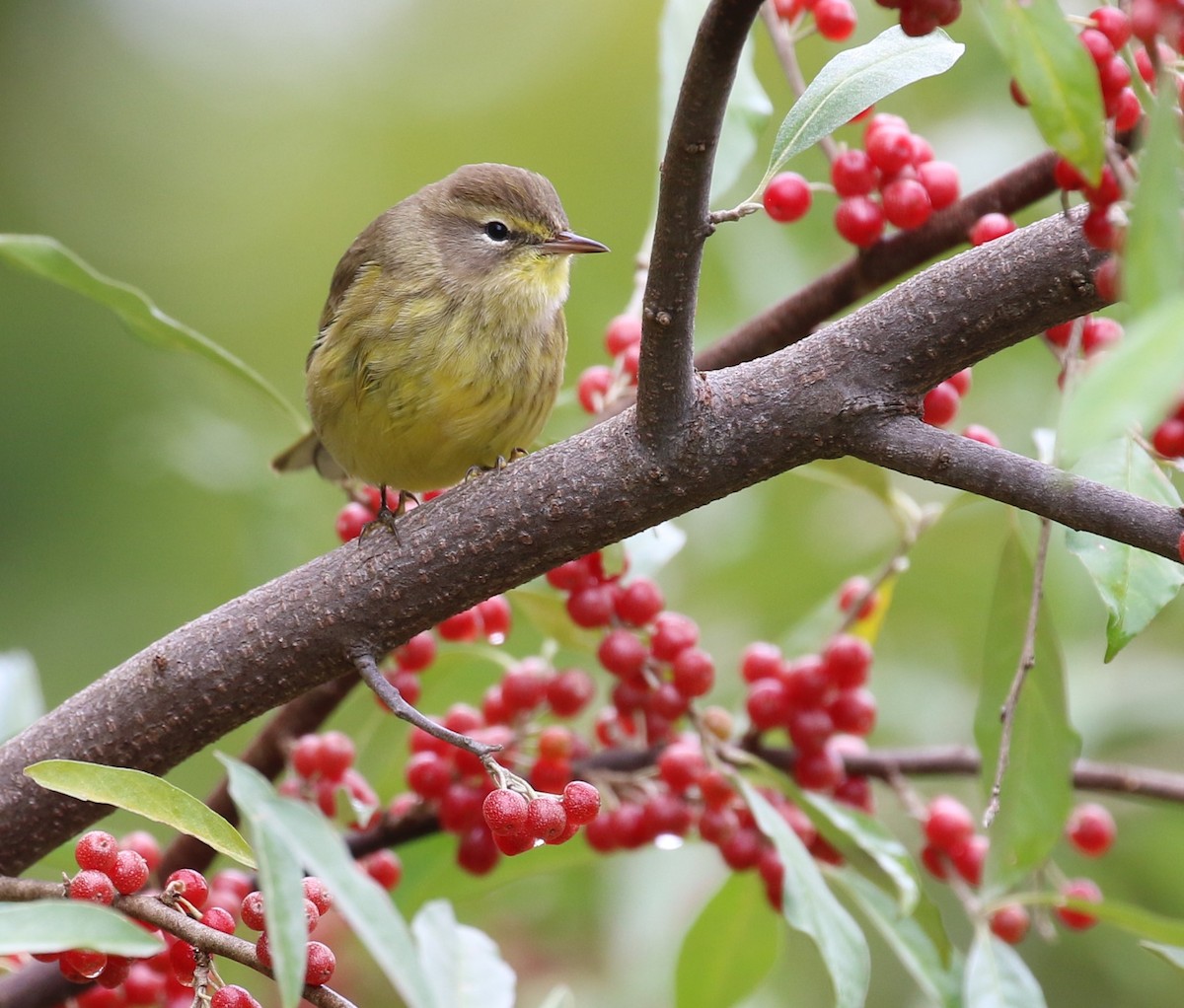 Palm Warbler - ML490137221