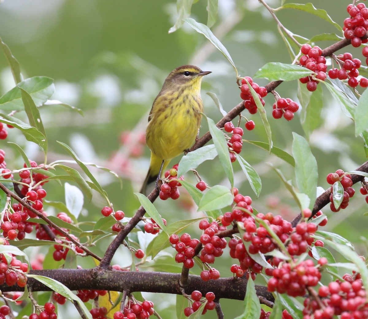 Palm Warbler - ML490137231