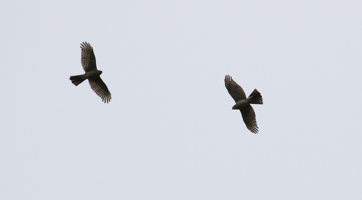 Sharp-shinned Hawk - ML490137271