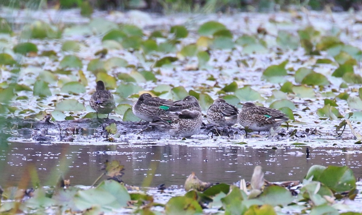 Green-winged Teal - ML490137821