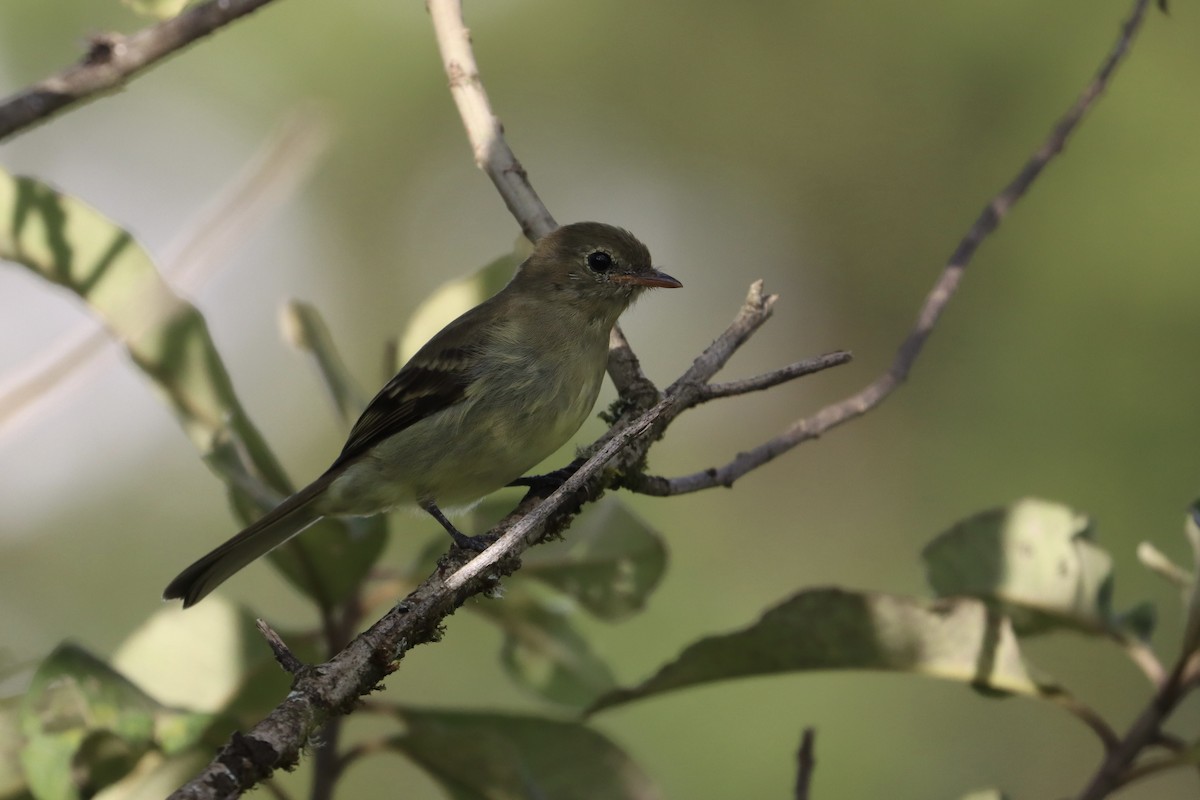 Mountain Elaenia - ML490138901