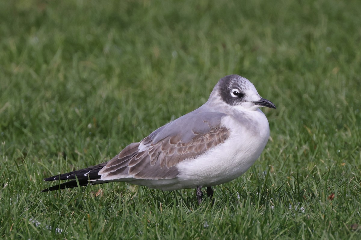 Franklin's Gull - Tim Lenz