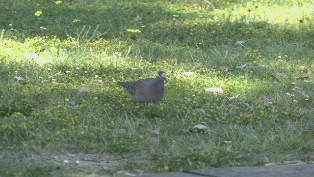 Common Bronzewing - ML490139221