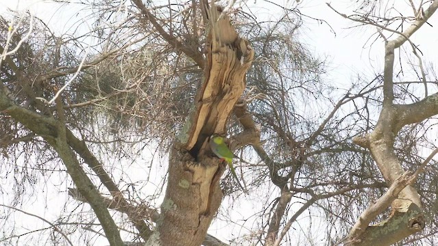 Red-capped Parrot - ML490140361